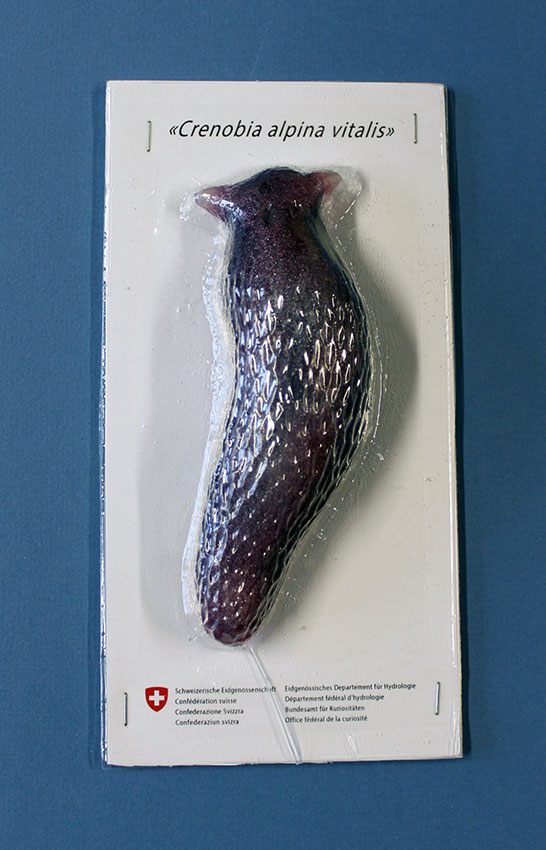 Crenobia alpina vitalis