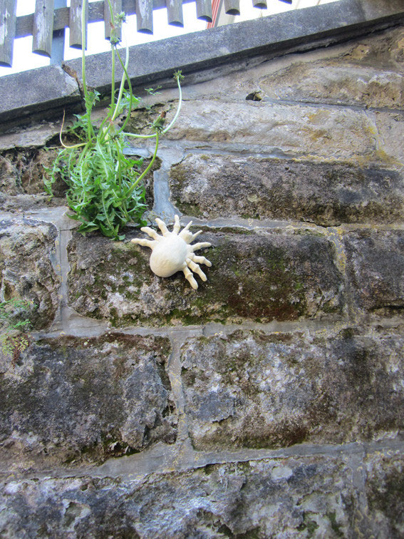 Typhlodromus pyri giganteus
