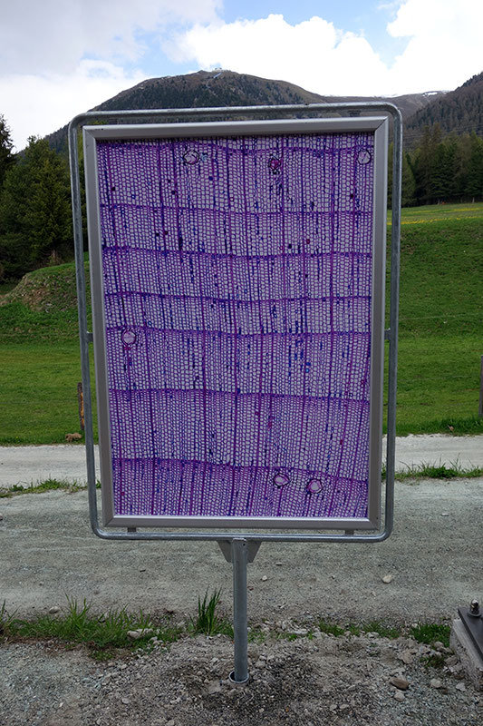 Xylotomie Puntraschigna