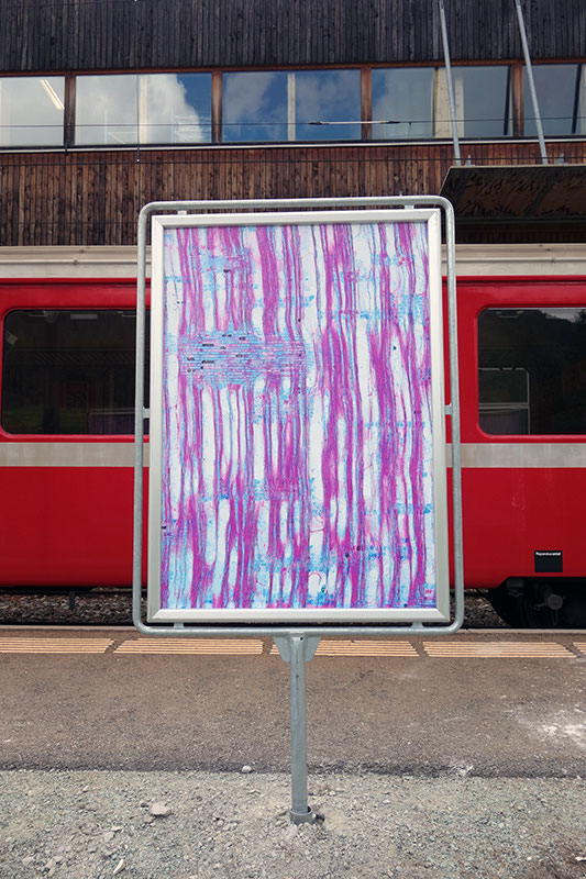 Xylotomie Puntraschigna